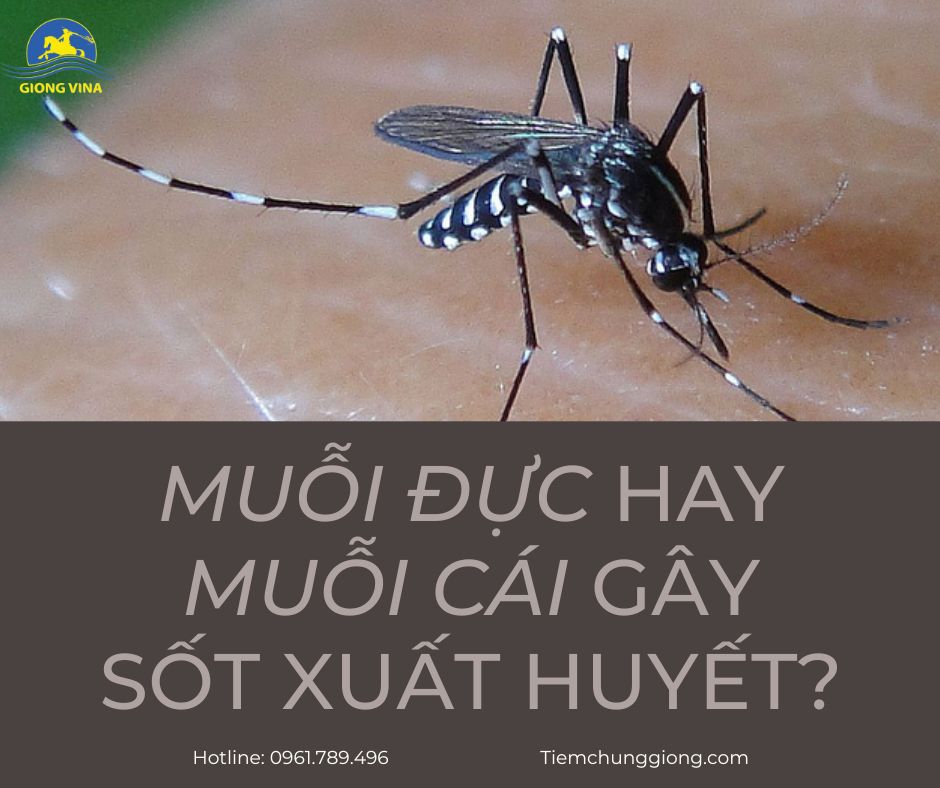MUỖI ĐỰC HAY MUỖI CÁI GÂY SỐT XUẤT HUYẾT? CÂU TRẢ LỜI KHIẾN NHIỀU NGƯỜI BẤT NGỜ! 