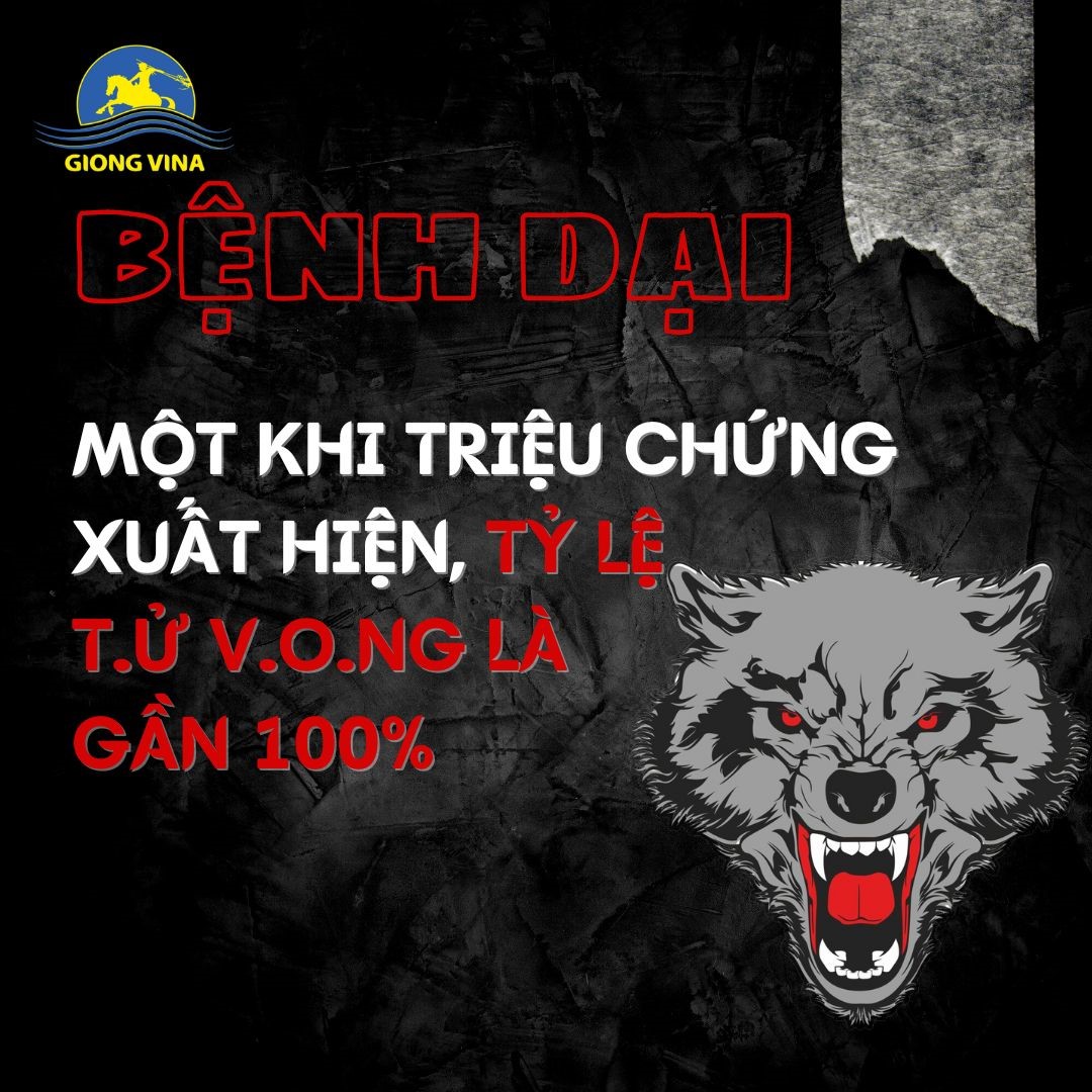 Bệnh dại – Một khi triệu chứng xuất hiện, tỷ lệ t.ử v.o.ng là gần 100%