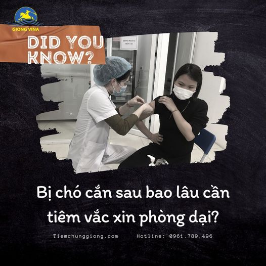 Bị chó cắn sau bao lâu cần tiêm vắc xin phòng dại?