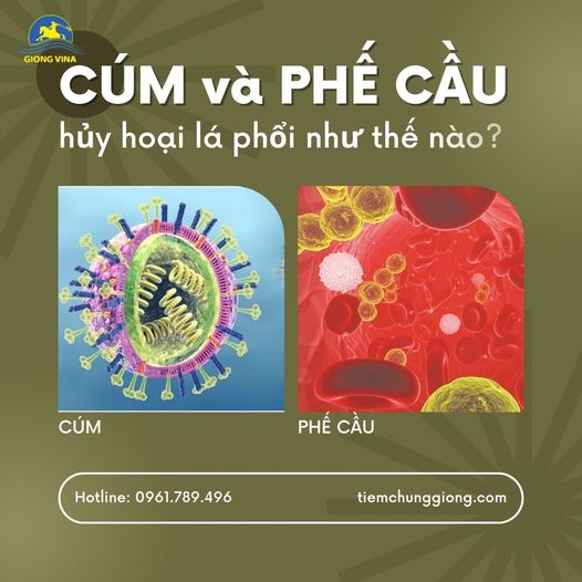 Cúm và Phế cầu hủy hoại lá phổi như thế nào?
