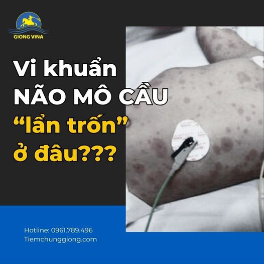 Vi khuẩn não mô cầu “lẩn trốn” ở đâu???