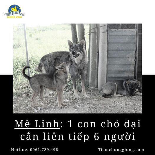 Mê Linh: 1 con chó dại cắn liên tiếp 6 người