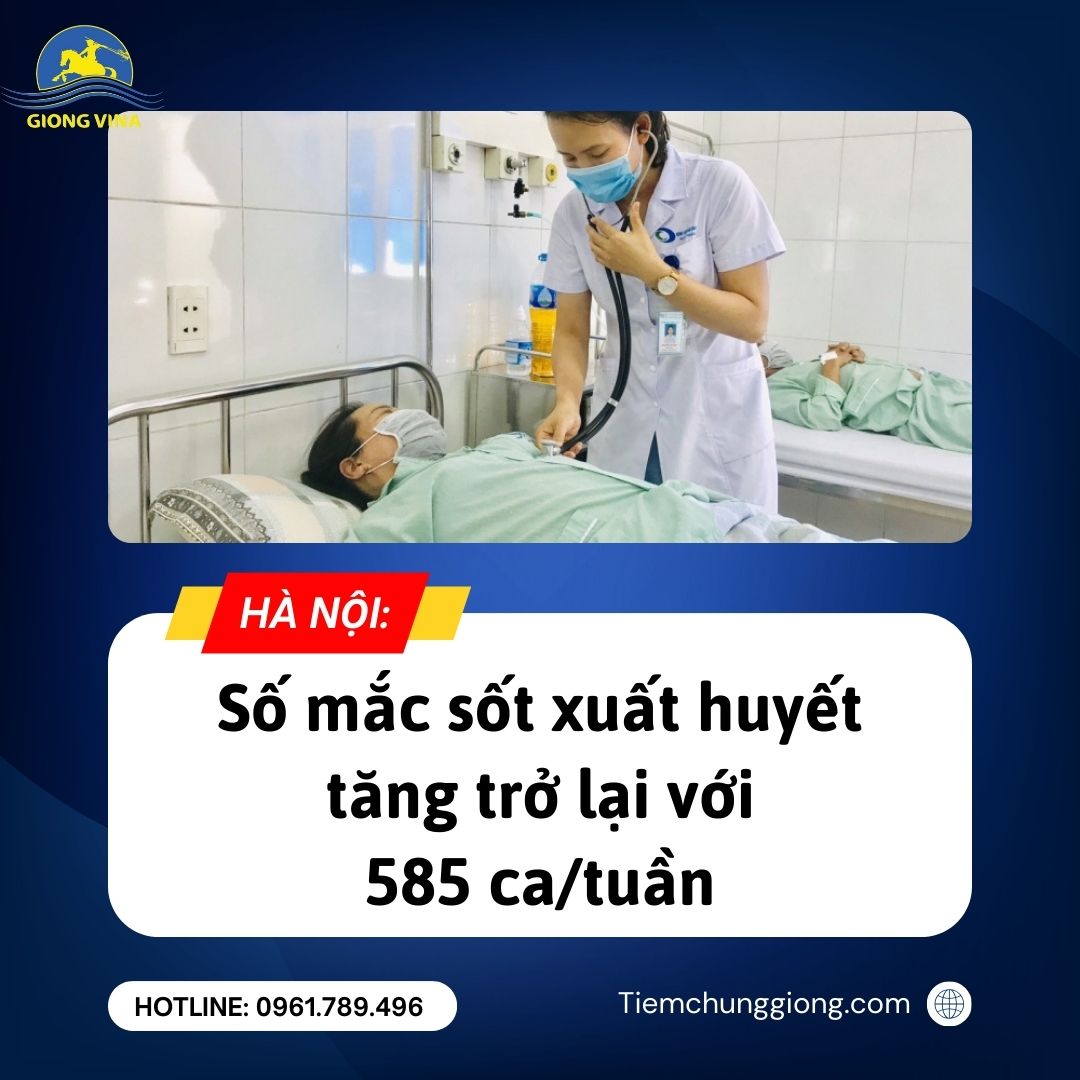 Hà Nội: Số mắc sốt xuất huyết tăng trở lại với 585 ca/tuần