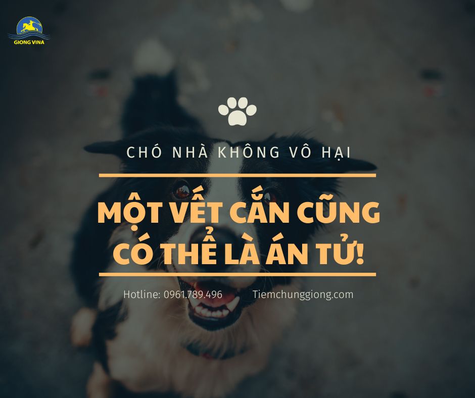 CHÓ NHÀ KHÔNG VÔ HẠI – MỘT VẾT CẮN CŨNG CÓ THỂ LÀ ÁN TỬ!