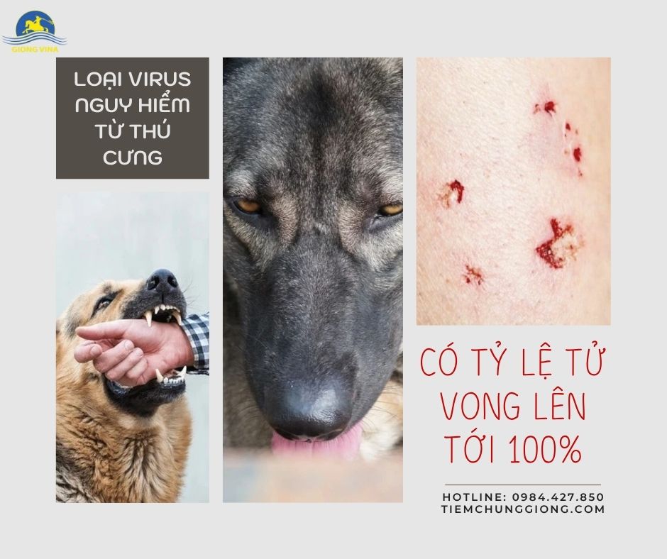 LOẠI VIRUS NGUY HIỂM TỪ THÚ CƯNG CÓ TỶ LỆ TỬ VONG LÊN TỚI 100% 