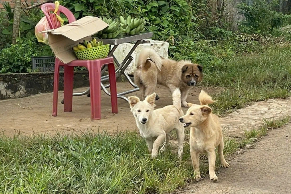 Người đàn ông lên cơn dại tử vong sau khi bị chó cắn 2 năm trước